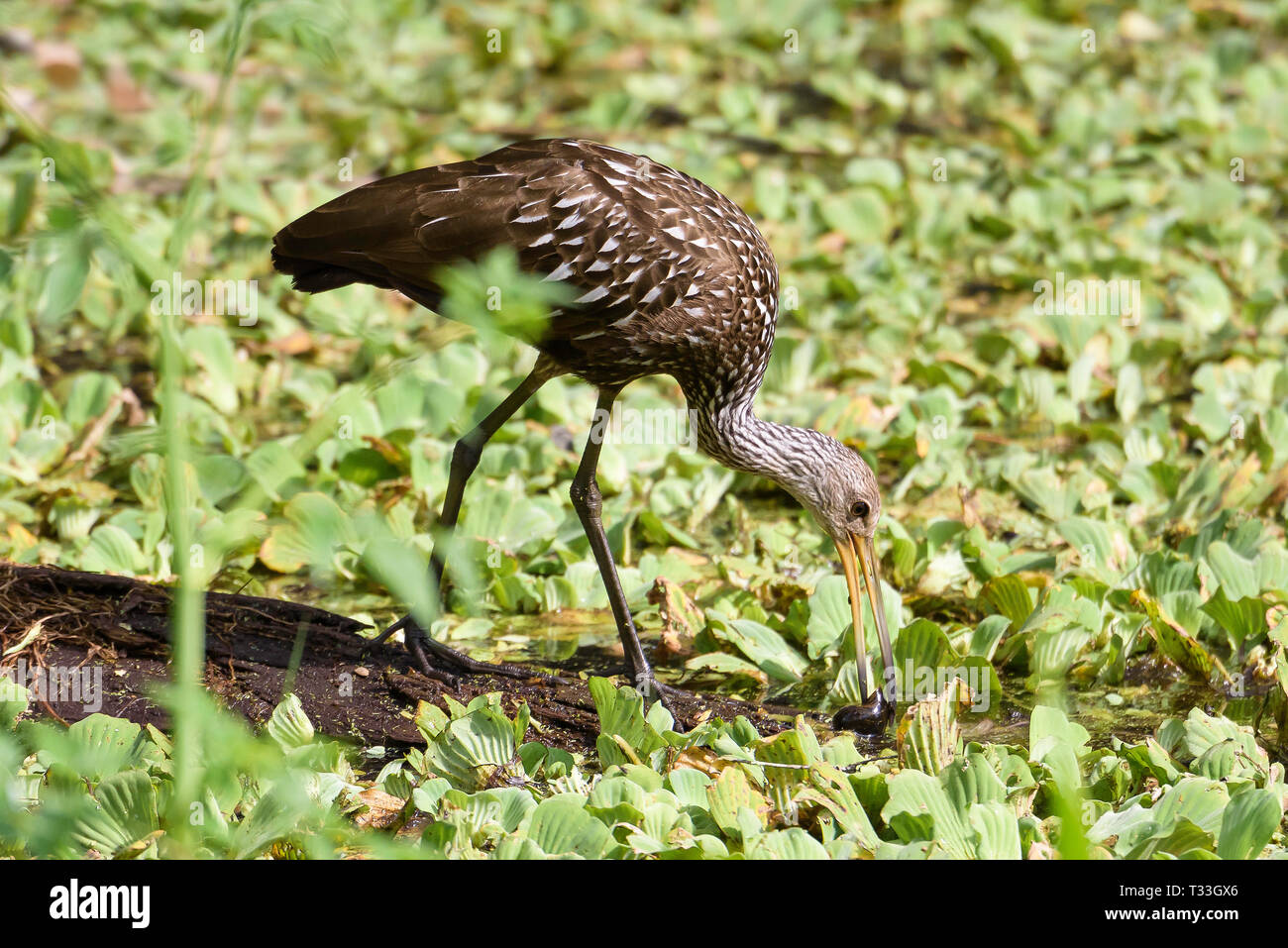 Limpkin (Aramus guarauna) eating an apple snail caught in water cabbage covered swamp water, Corkscrew Swamp Sanctuary, Florida, USA Stock Photo