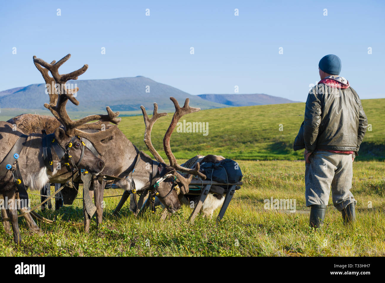 YAMAL, RUSSIA - AUGUST 22, 2018: The reindeer breeder with a reindeer harness in the summer tundra. Yamalo-Nenets Autonomous Area Stock Photo