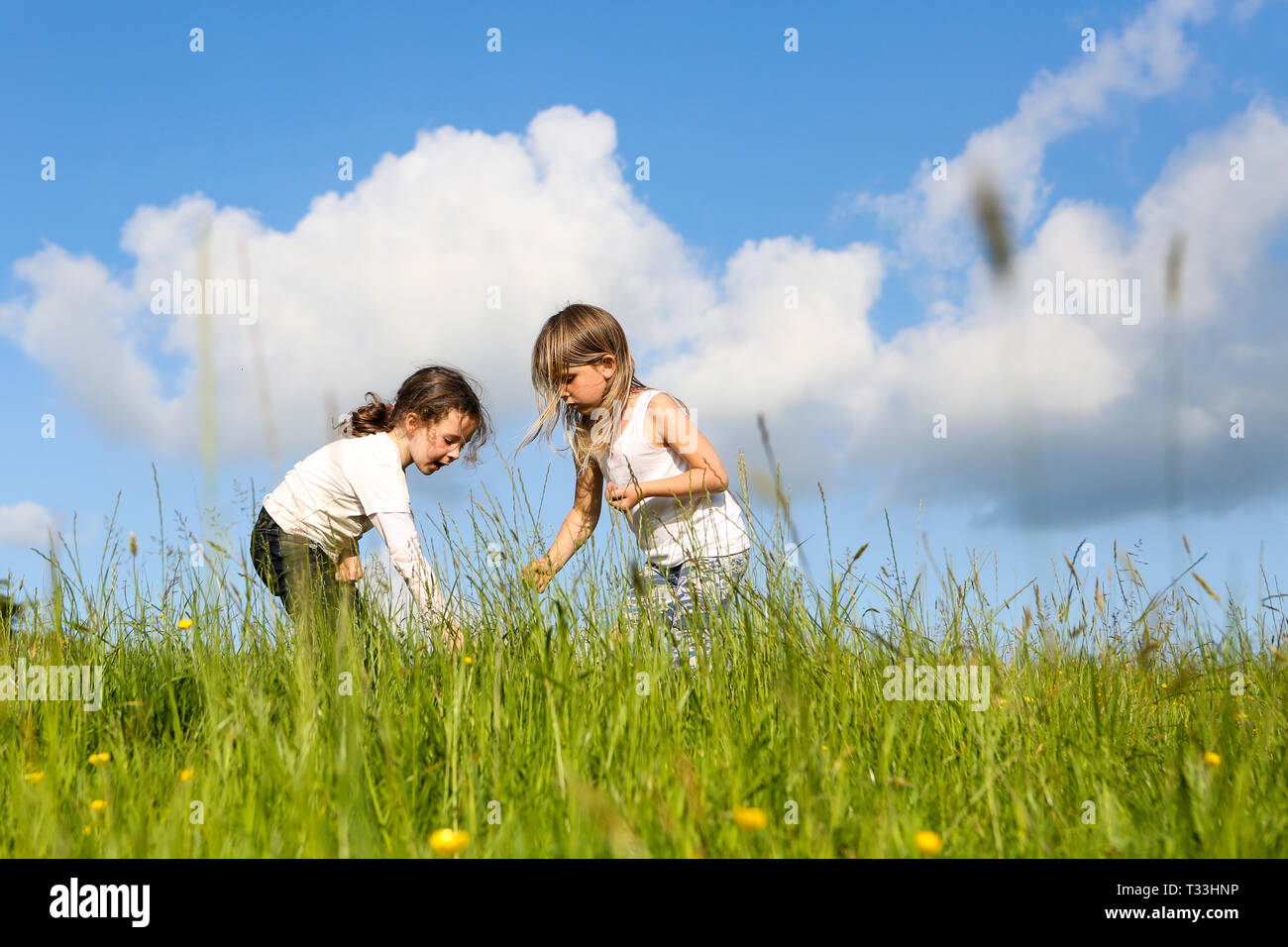 Picking wild flowers in a meadow at Heaven Farm campsite, Sussex, Kent Stock Photo