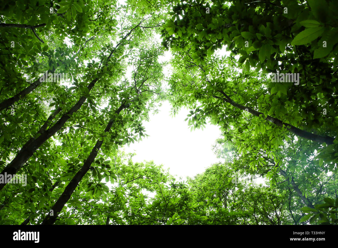 Looking up at tree canopy in woodland, Sussex, UK Stock Photo