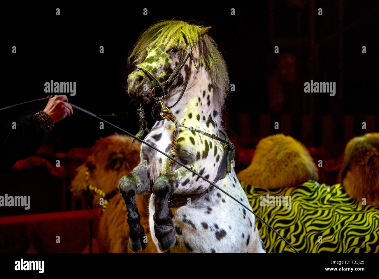 Rampant circus pony horse during the show Stock Photo Alamy