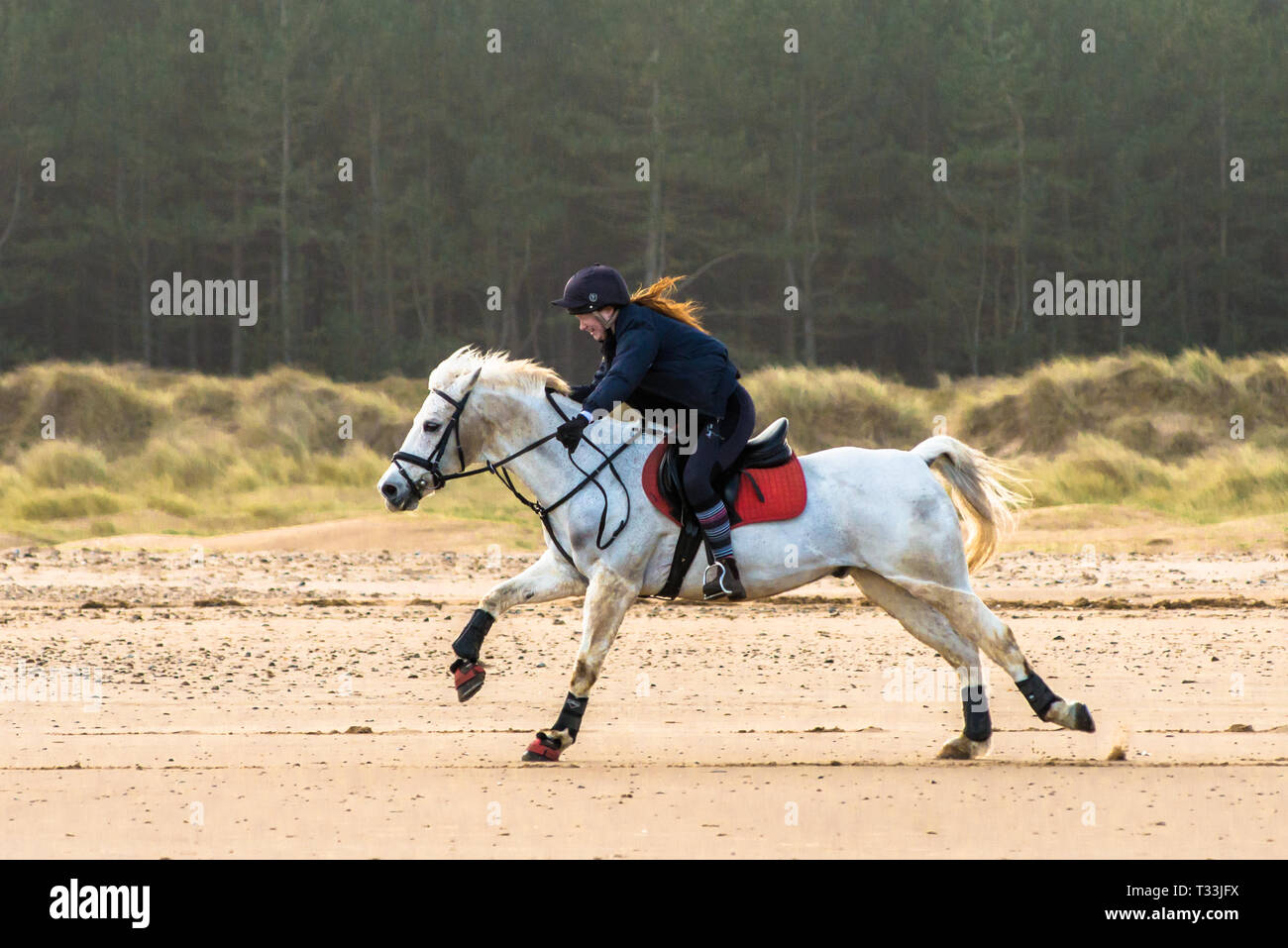 Horse and rider galloping on Holkham bay beach on North Nolfolk coast ...
