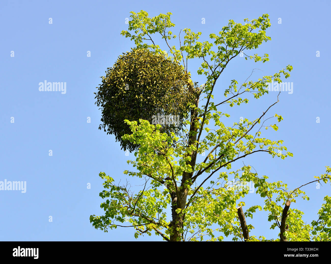 Large ball of European Mistletoe (Viscum album) hemiparasitic plant Stock Photo