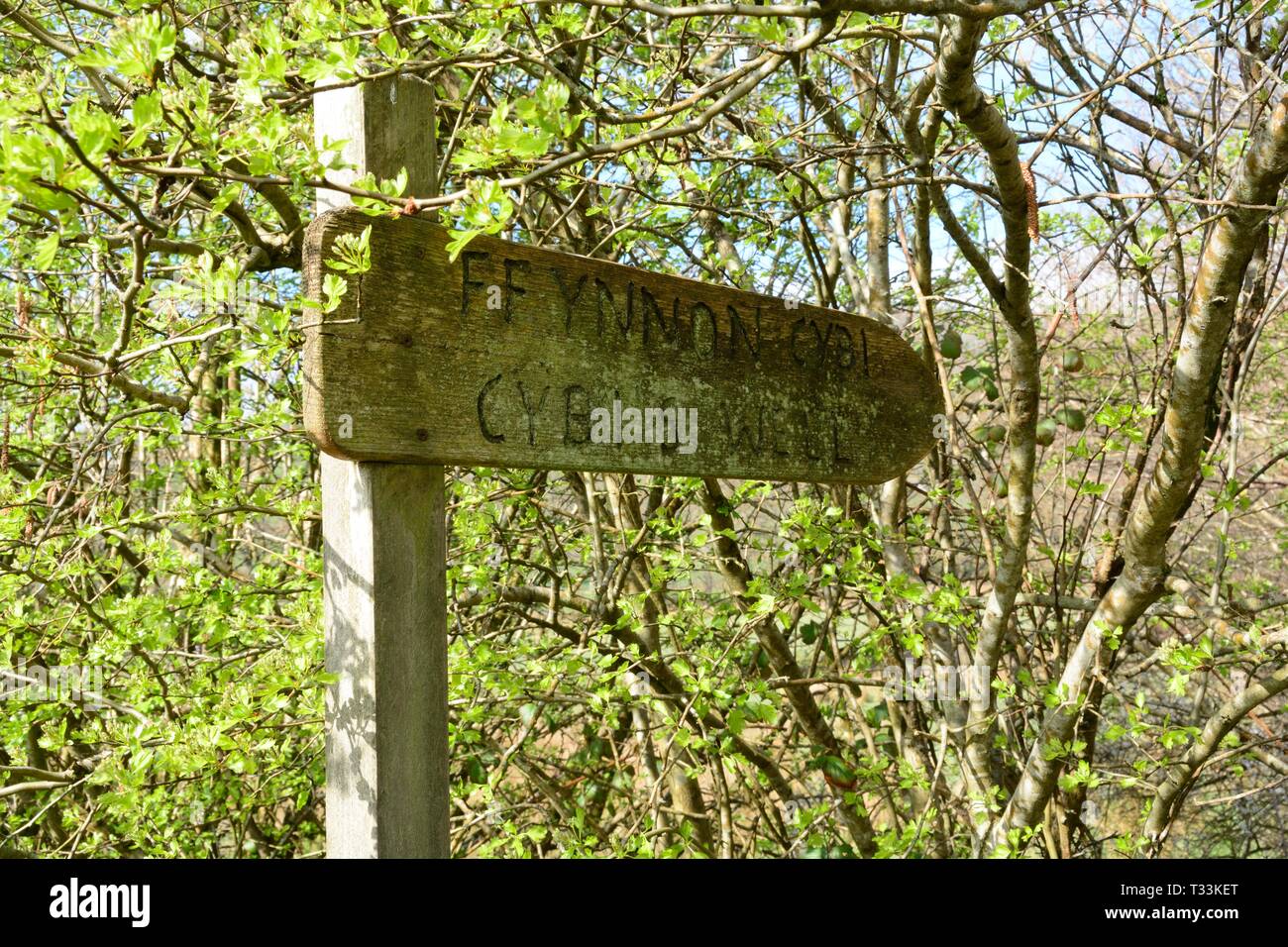 Old weathered wooden sign for Ffynnon Cybi Cybis Well holy well sacred spring Llangybi Ceredigion Wales cymru UK Stock Photo