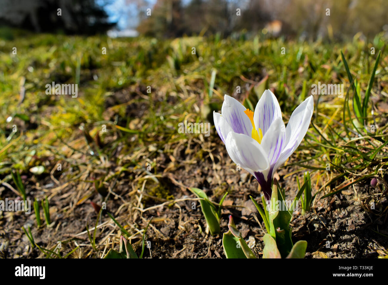 White crocus flower. Stock Photo