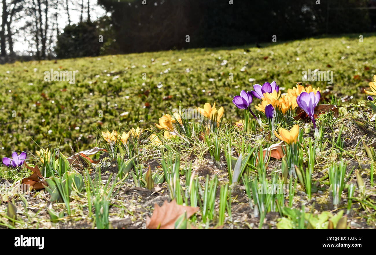 Earliest spring hi-res stock photography and images - Alamy