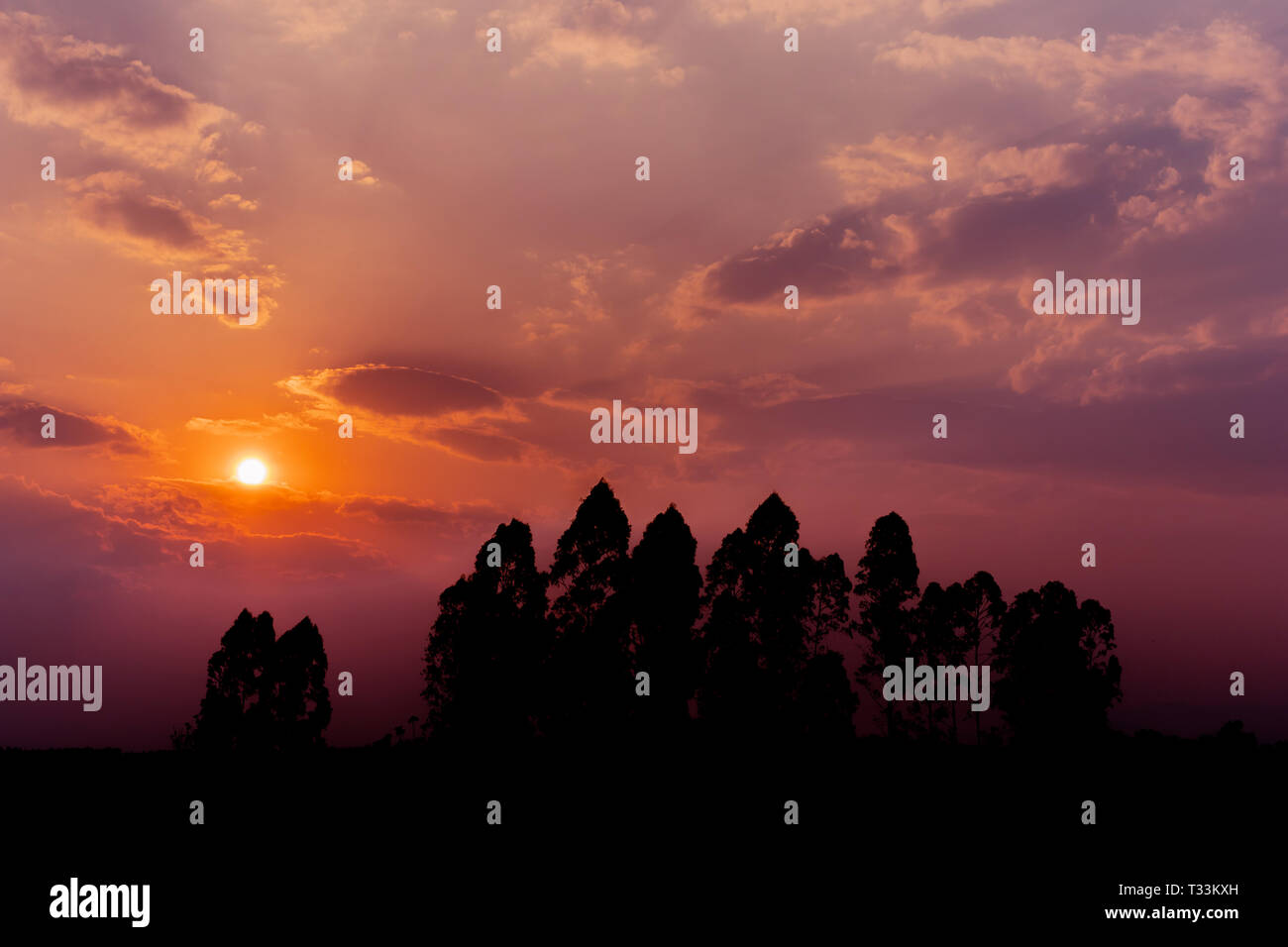 Silhouette sunset and cloud above the trees Stock Photo - Alamy