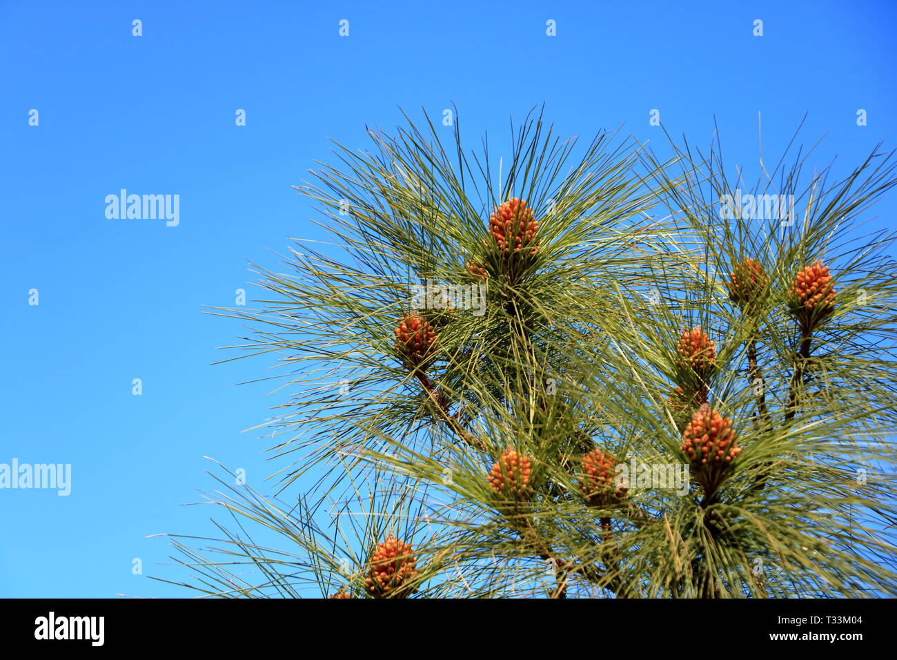 Canary Island pine forest in the interior of the Gran Canaria Island in