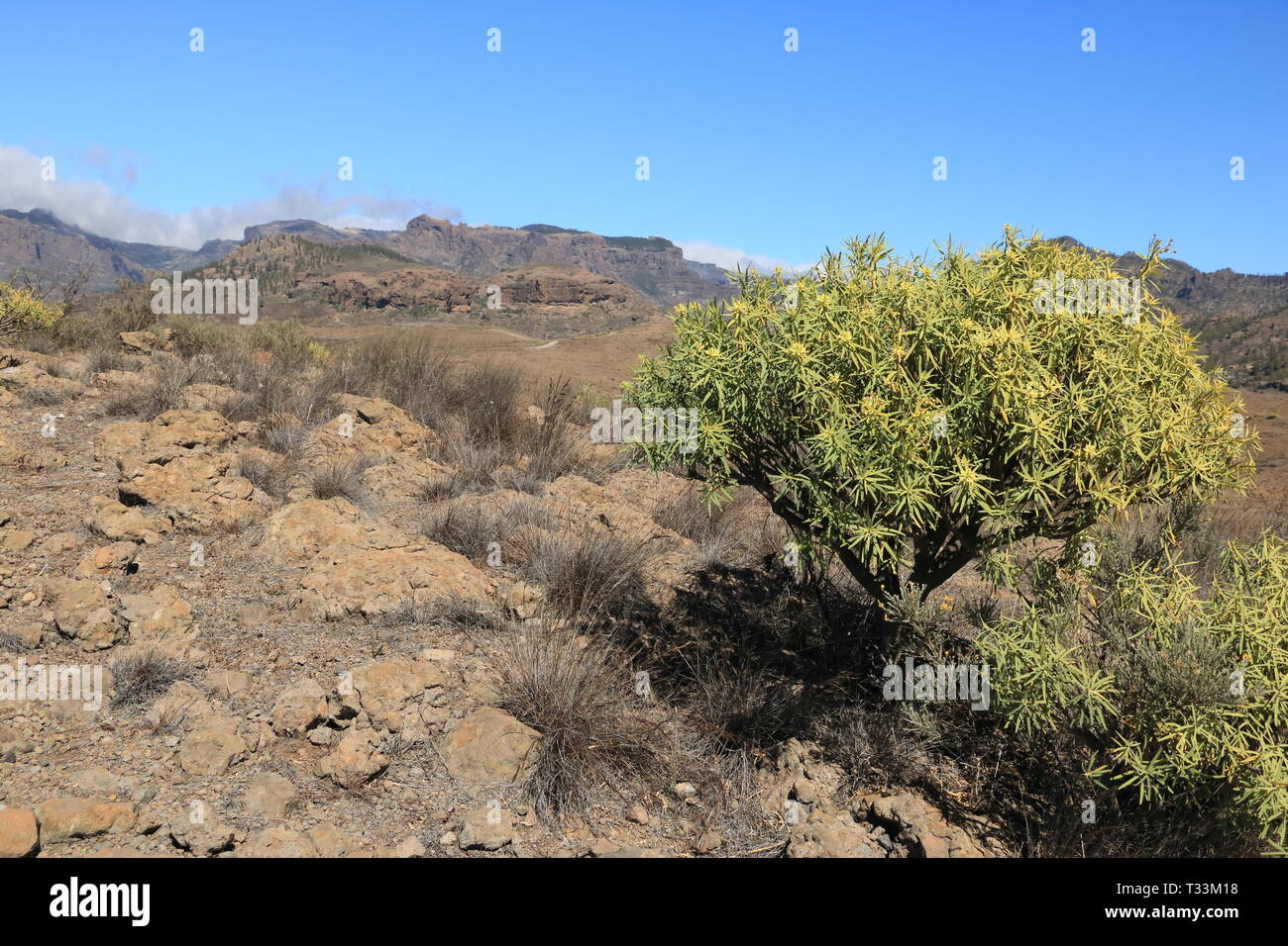 Flora of Gran Canaria: yellow flowers of Adenocarpus foliolosus Stock Photo