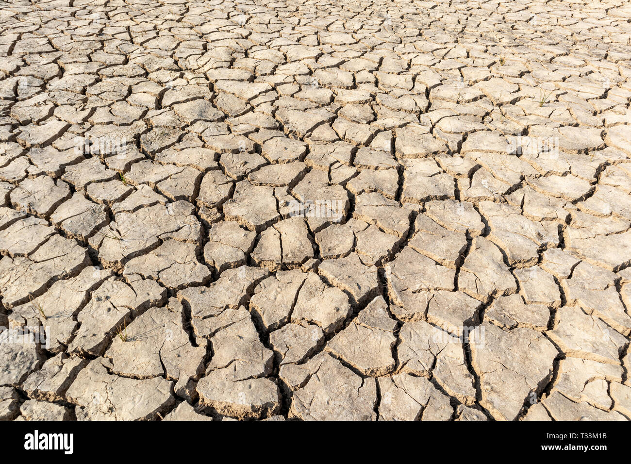Barren land, Dry soil in arid areas background and texture. Stock Photo