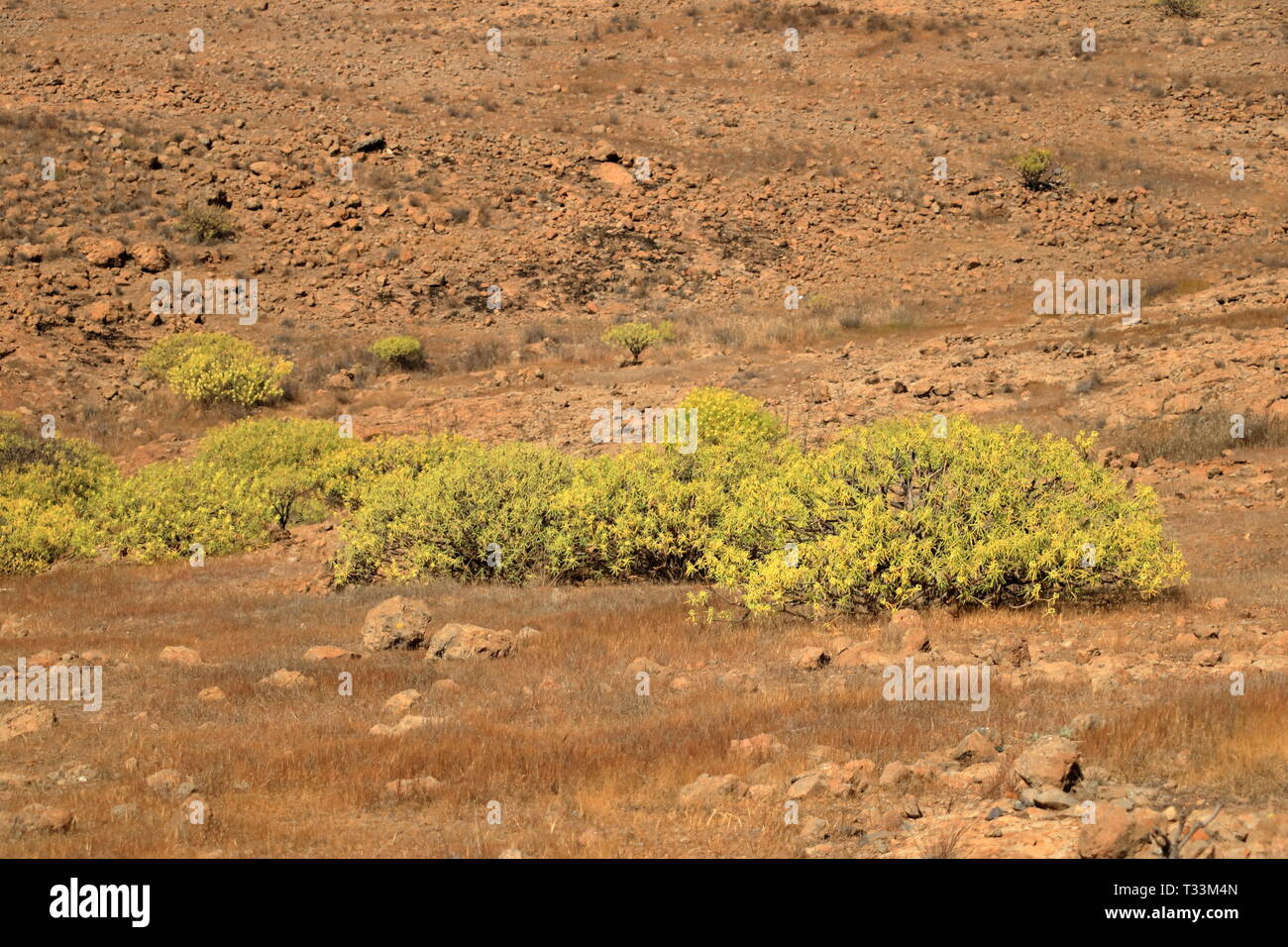 Flora of Gran Canaria: yellow flowers of Adenocarpus foliolosus Stock Photo