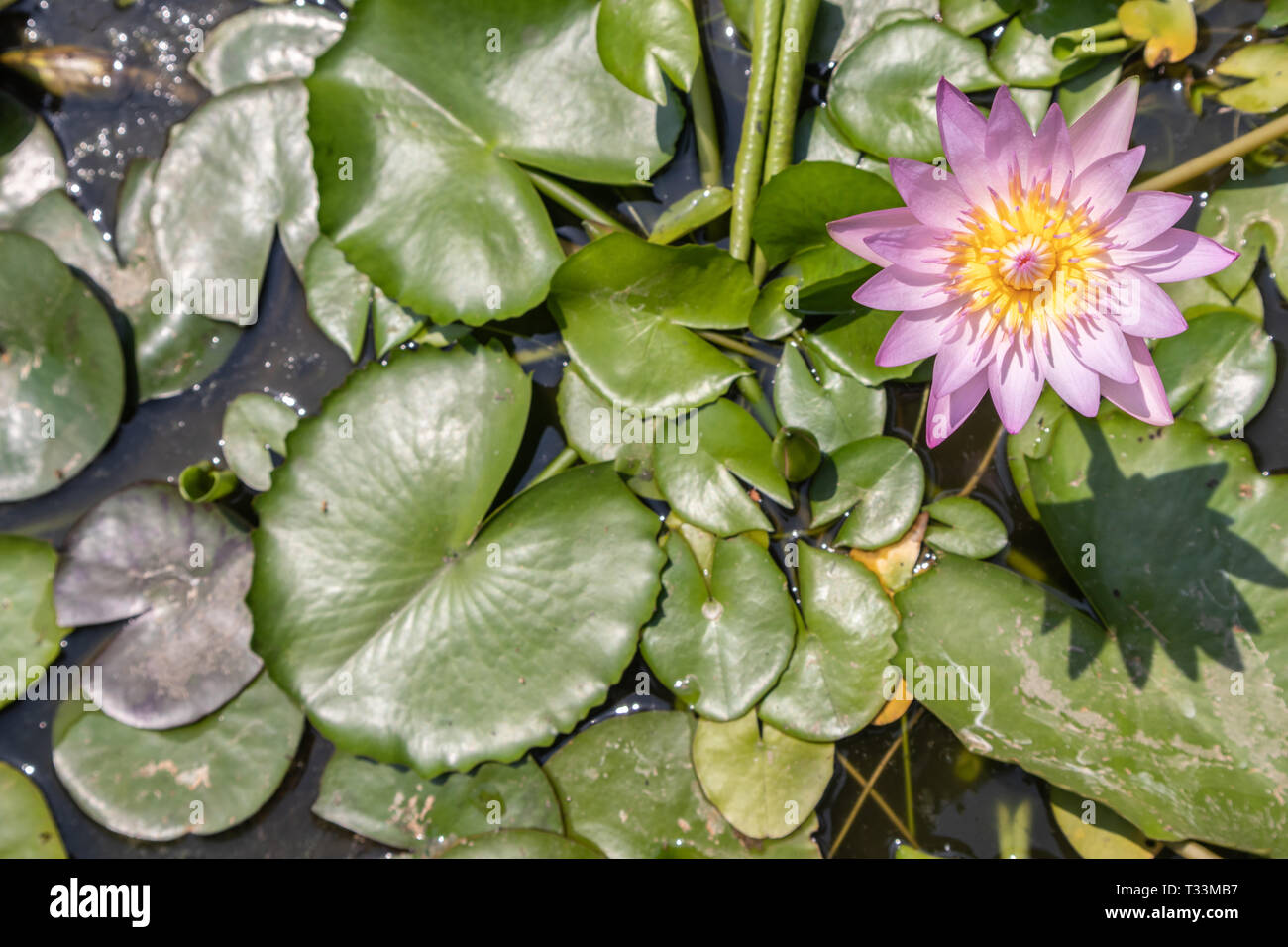 Top view beautiful lotus flower in pond. Water lily floating above in water. Stock Photo