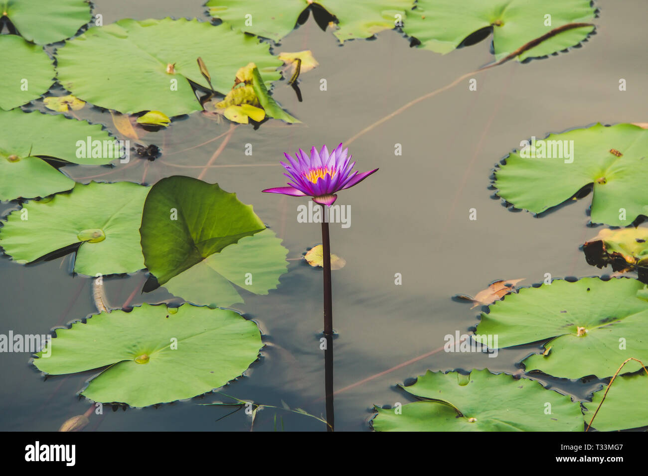 Flower blackbackground hi-res stock photography and images - Alamy