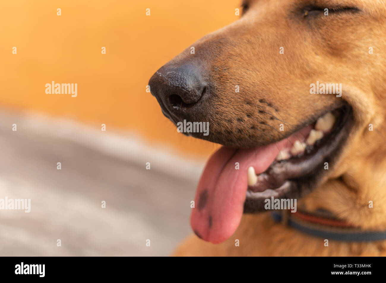Red hot dogs hires stock photography and images Alamy