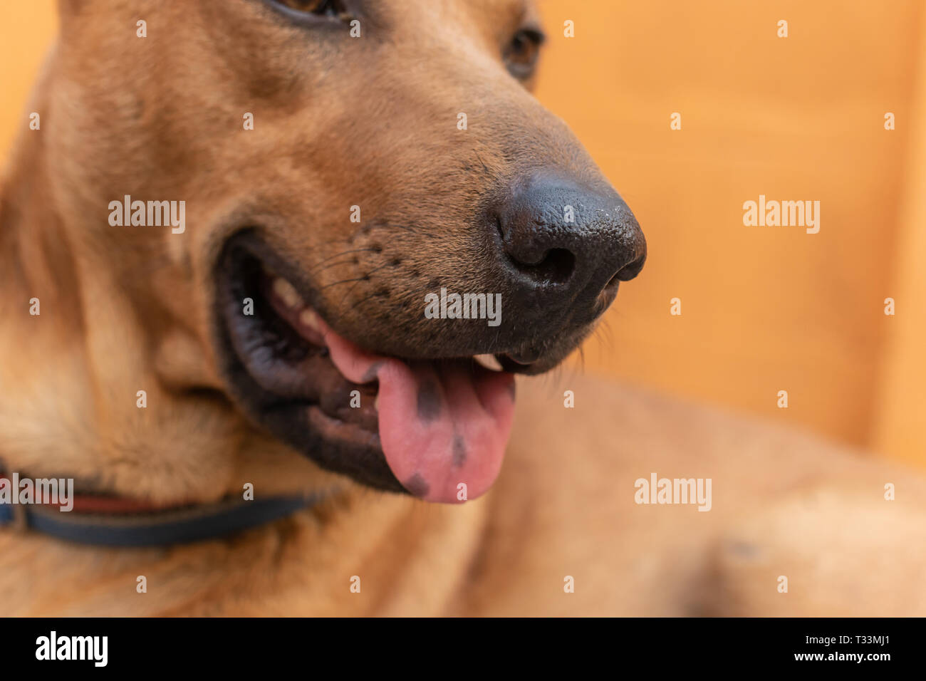 Dogs are tired and the tongue hanging because of the hot weather Stock