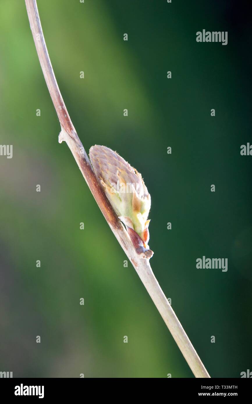 A single, furry bud on a branch of wisteria. Sunlit from the side, this wisteria is ready to bloom Stock Photo