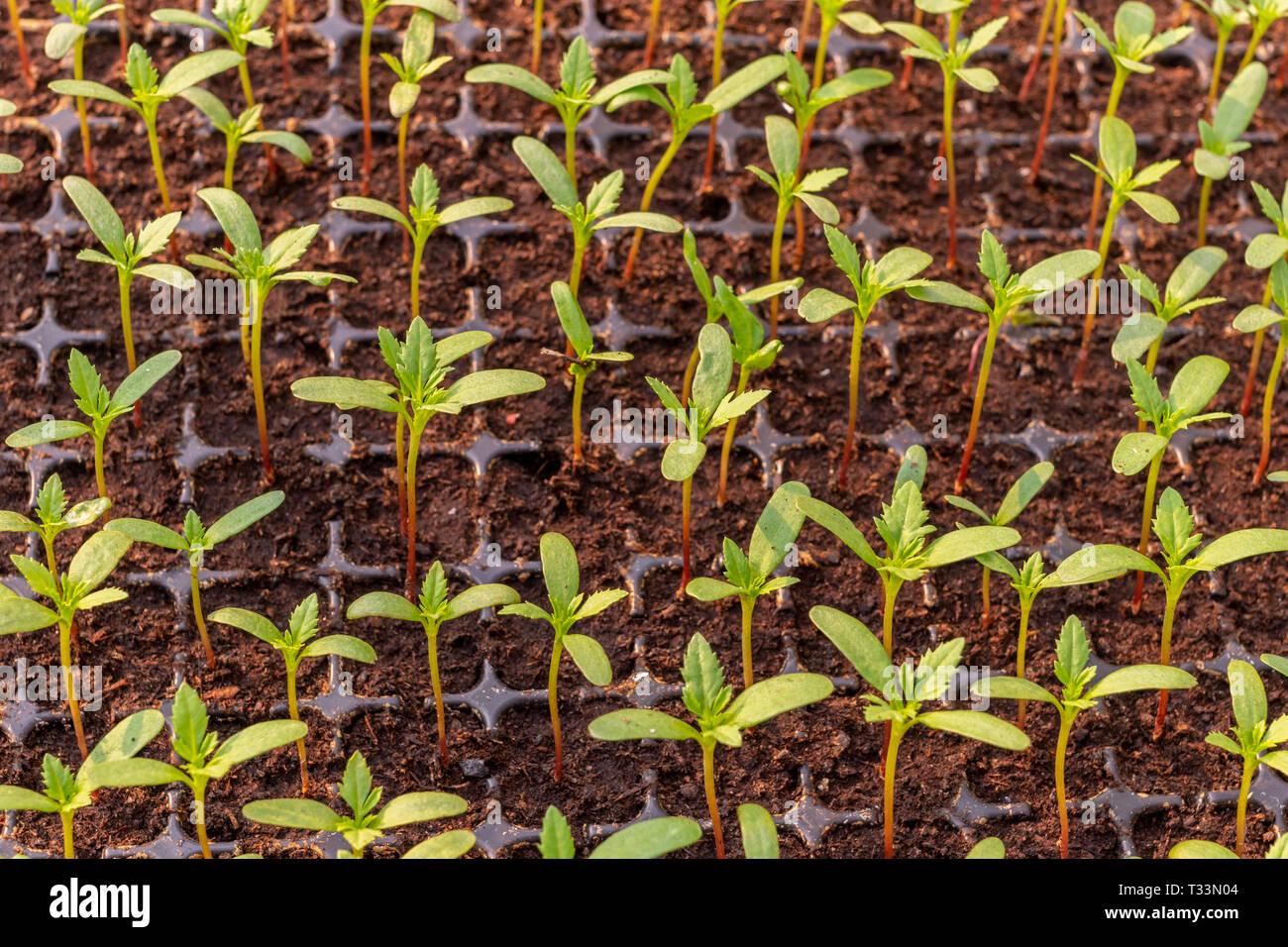 Marigold Sprout High Resolution Stock Photography And Images Alamy
