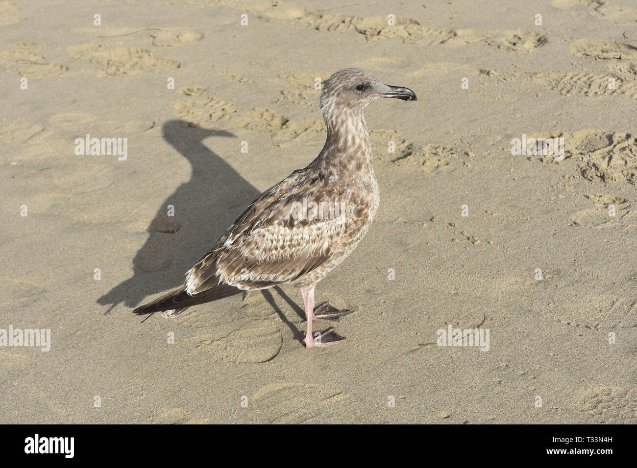 Pretty gray seagull walking around the sandy beach Stock Photo