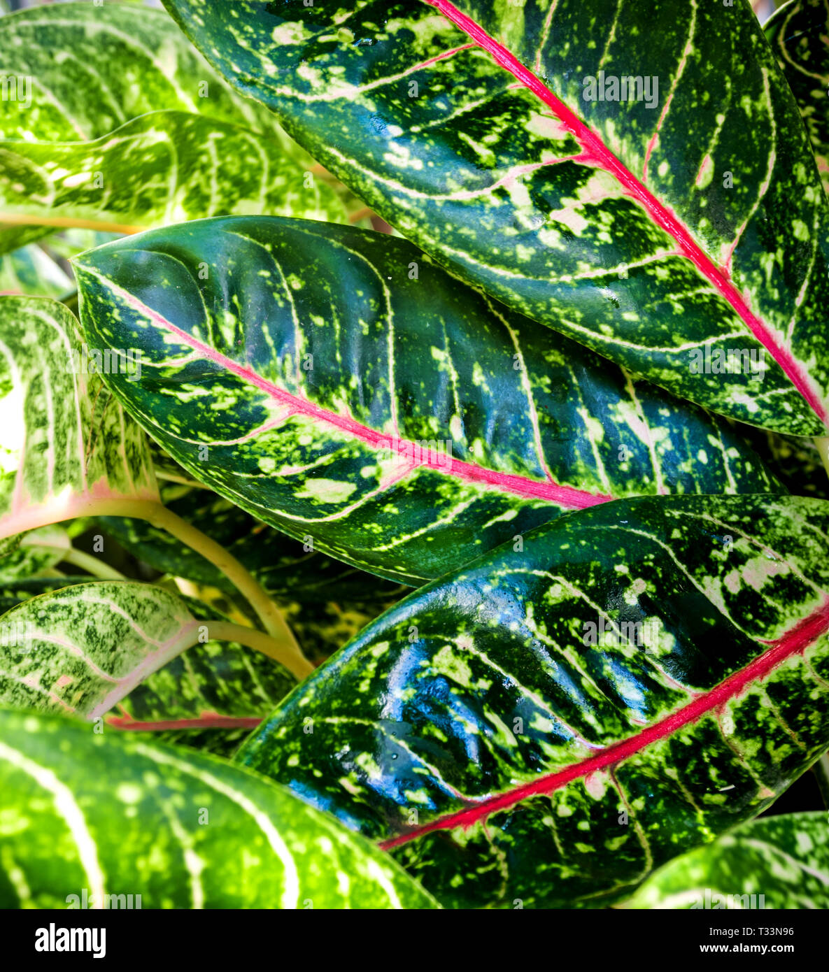 Close-up to detail vivid pink and green color on leaf surface of Aglaonema beautiful tropical ornamental houseplant Stock Photo
