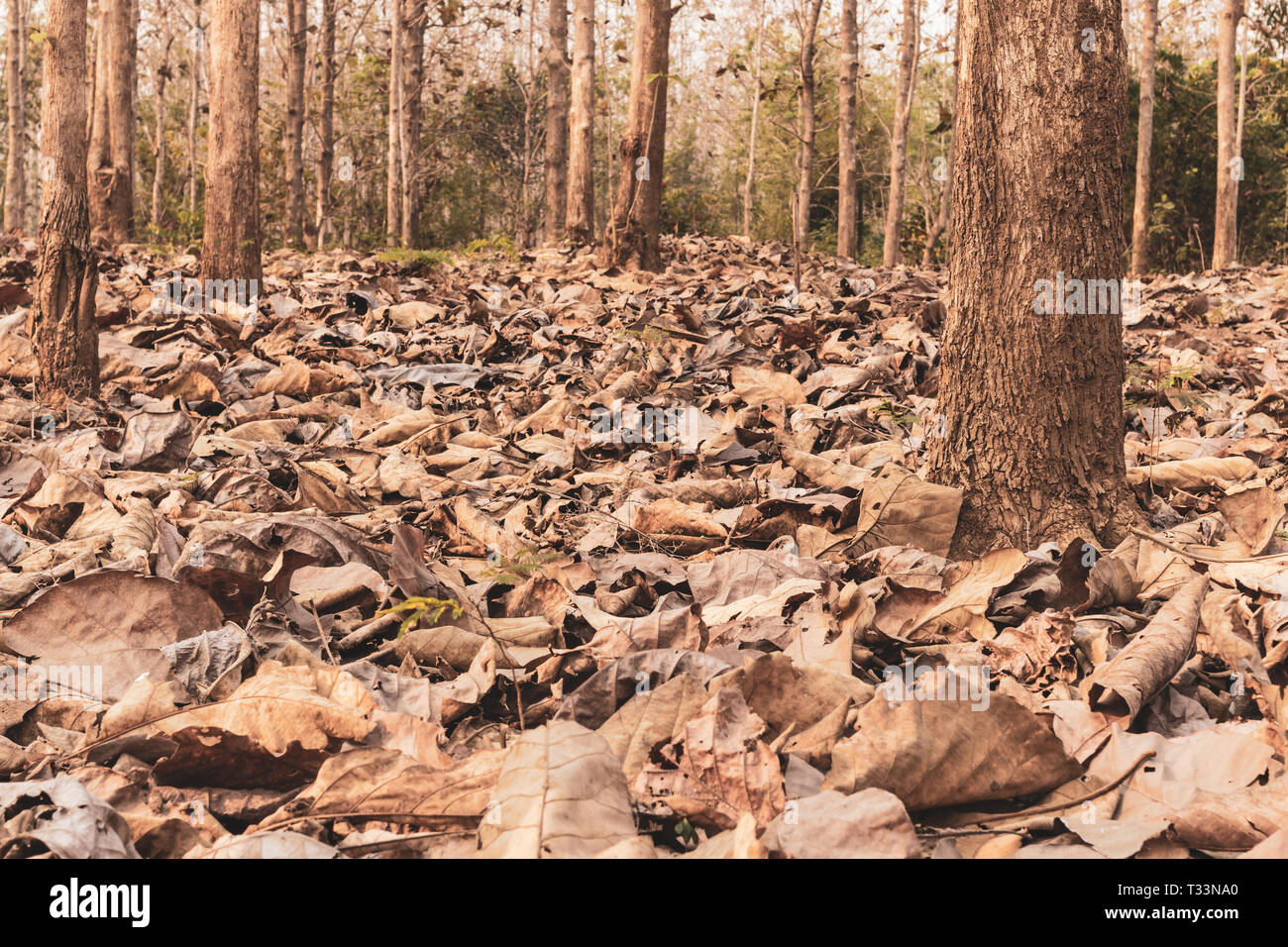 Dry autumn leaves and trees in the forest, Dried leaves stacked on the