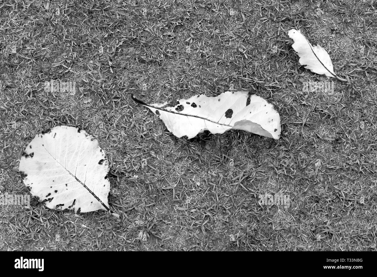Dried leaves on ground Black and White Stock Photos & Images Alamy