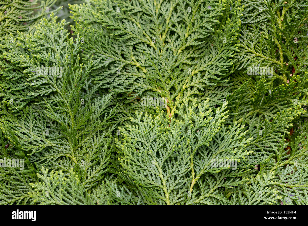 Orientali Arborvitae or Chimese Arborvitae, pine tree leaves background and texture. Stock Photo