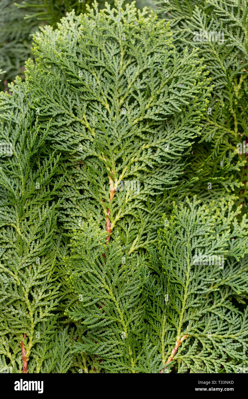 Orientali Arborvitae or Chimese Arborvitae, pine tree leaves background and texture. Stock Photo