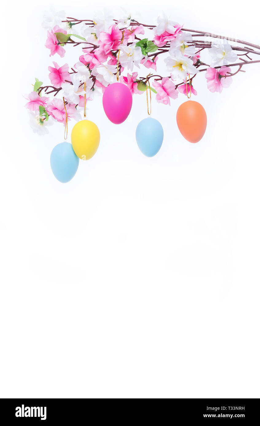 Four colored easter eggs hanging from a branch behind a white background with copy space. Stock Photo