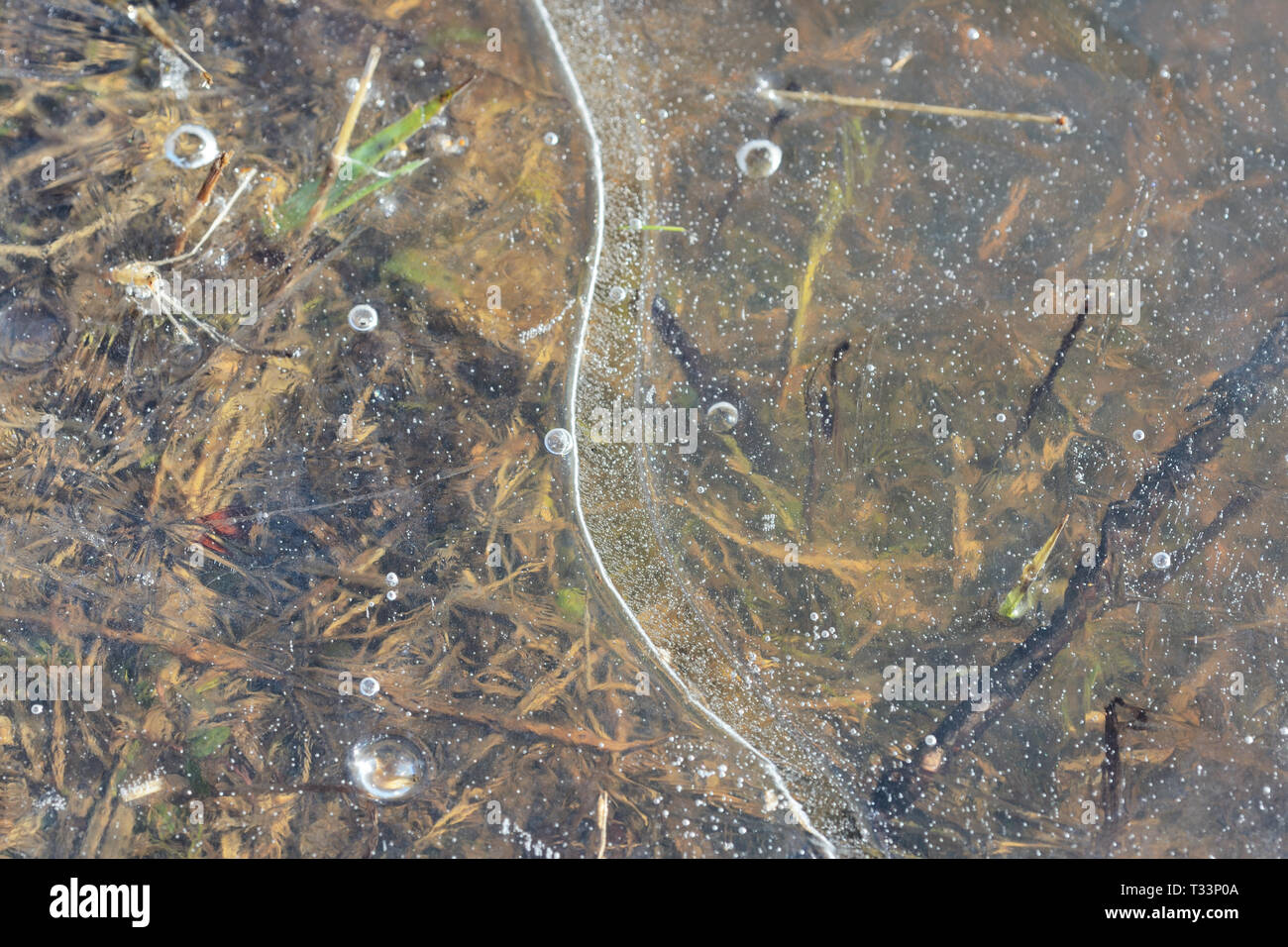 Dry grass under transparent ice close up in springtime Stock Photo - Alamy