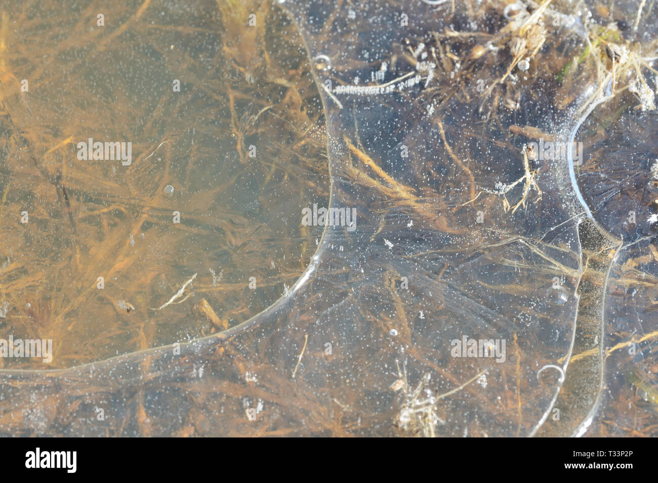 Under water grass hi-res stock photography and images - Alamy