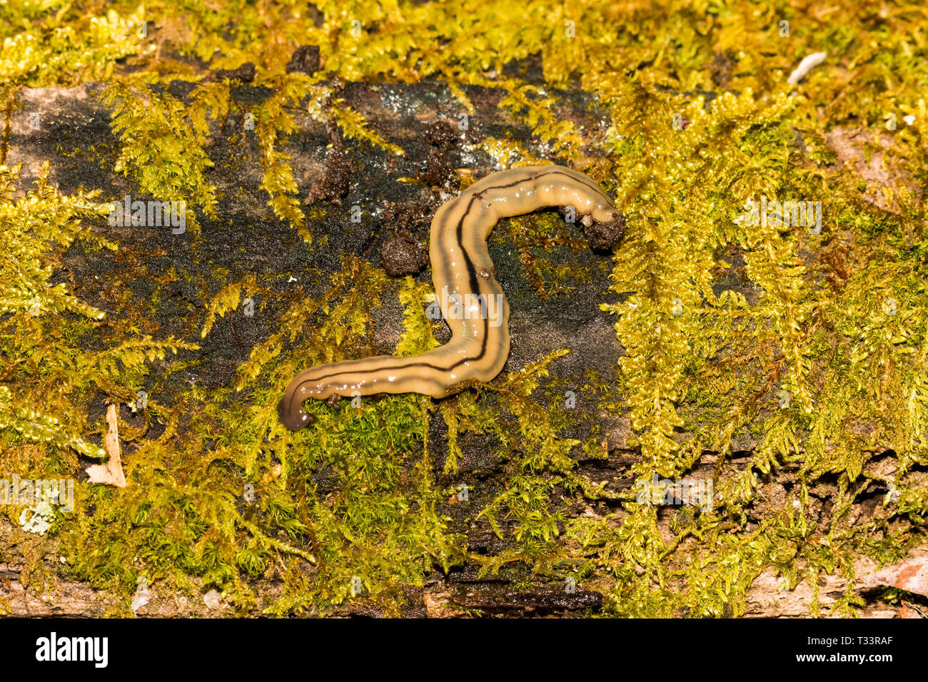 Hammerhead Flatworm (Bipalium kewense) Stock Photo