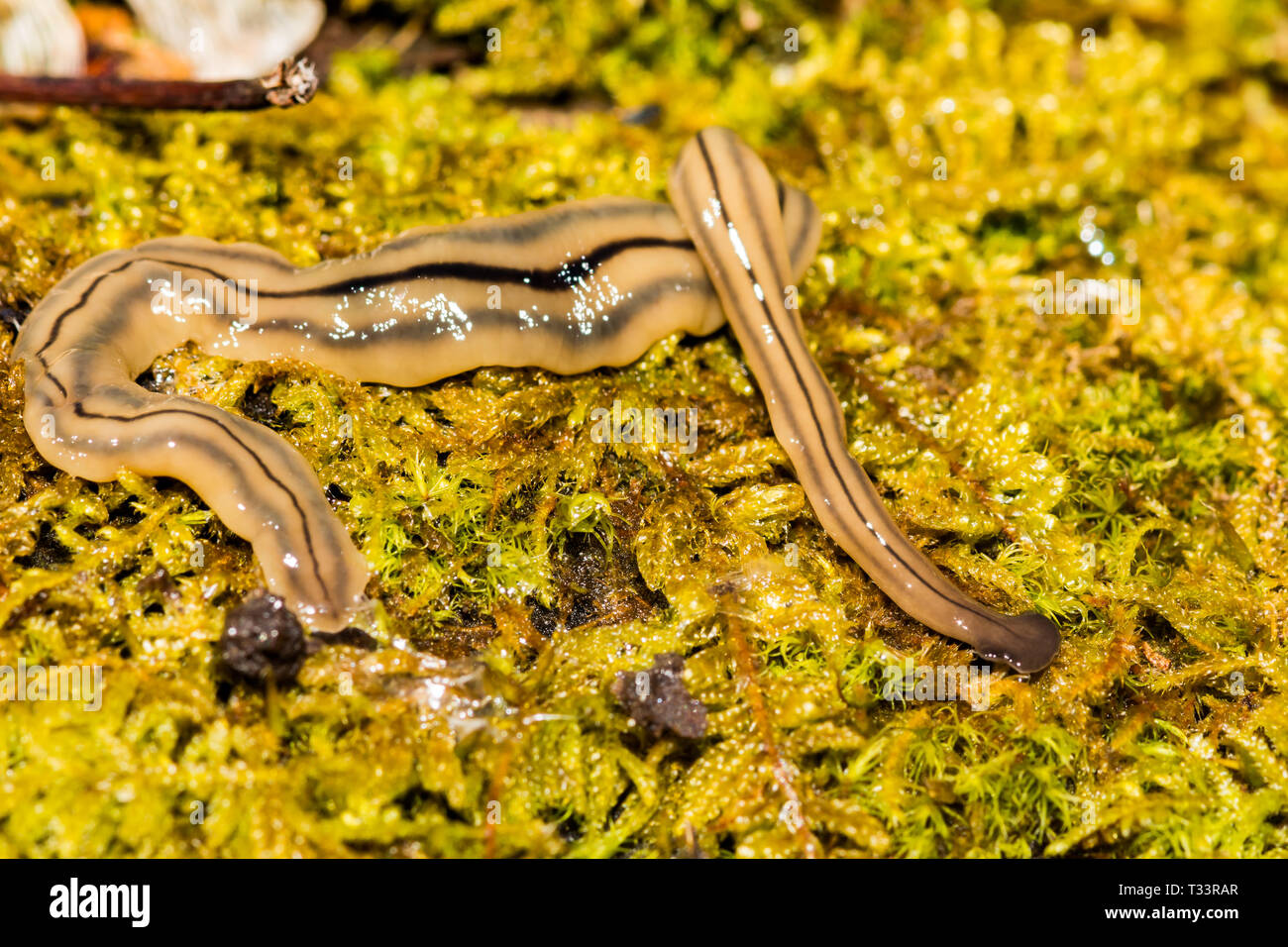 Hammerhead Flatworm (Bipalium kewense) Stock Photo
