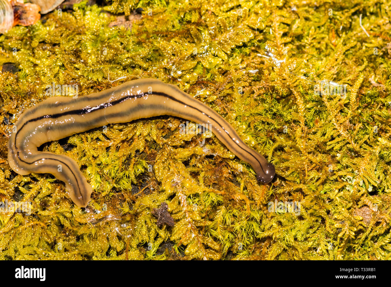 Hammerhead Flatworm (Bipalium kewense) Stock Photo