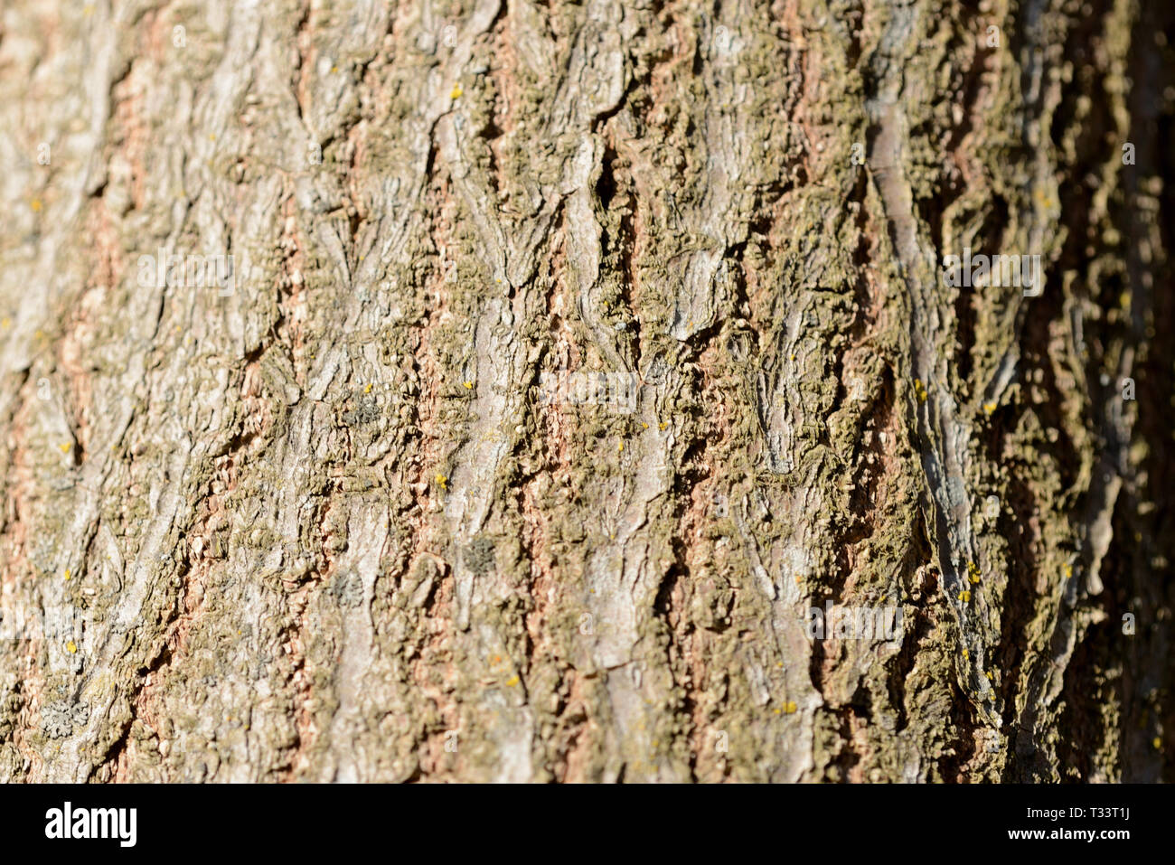 Tree bark lit by sun texture and background Stock Photo - Alamy