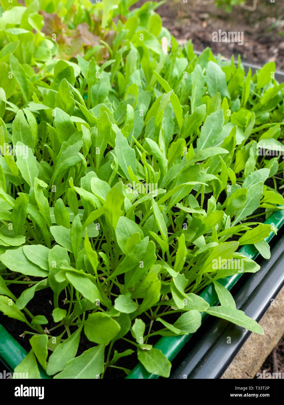 Eruca Sativa Salad High Resolution Stock Photography And Images Alamy