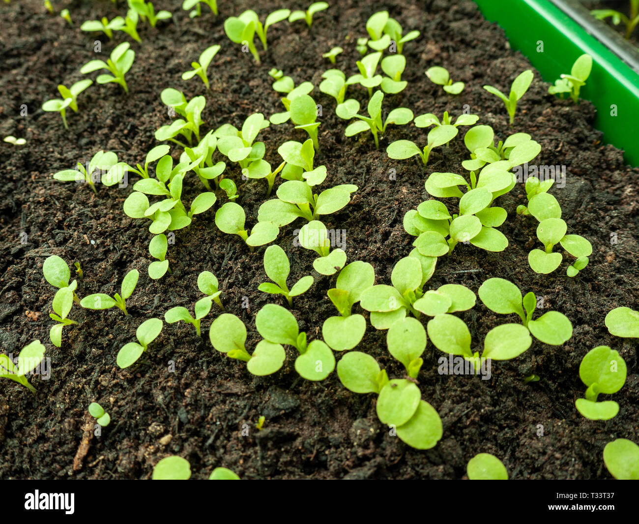 Lettuce seedling hires stock photography and images Alamy