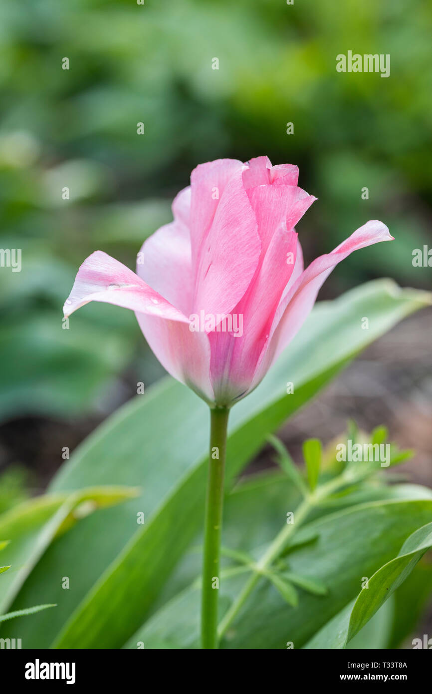 Close up of Tulipa Albert Heijn flowering in a spring garden border in the UK Stock Photo