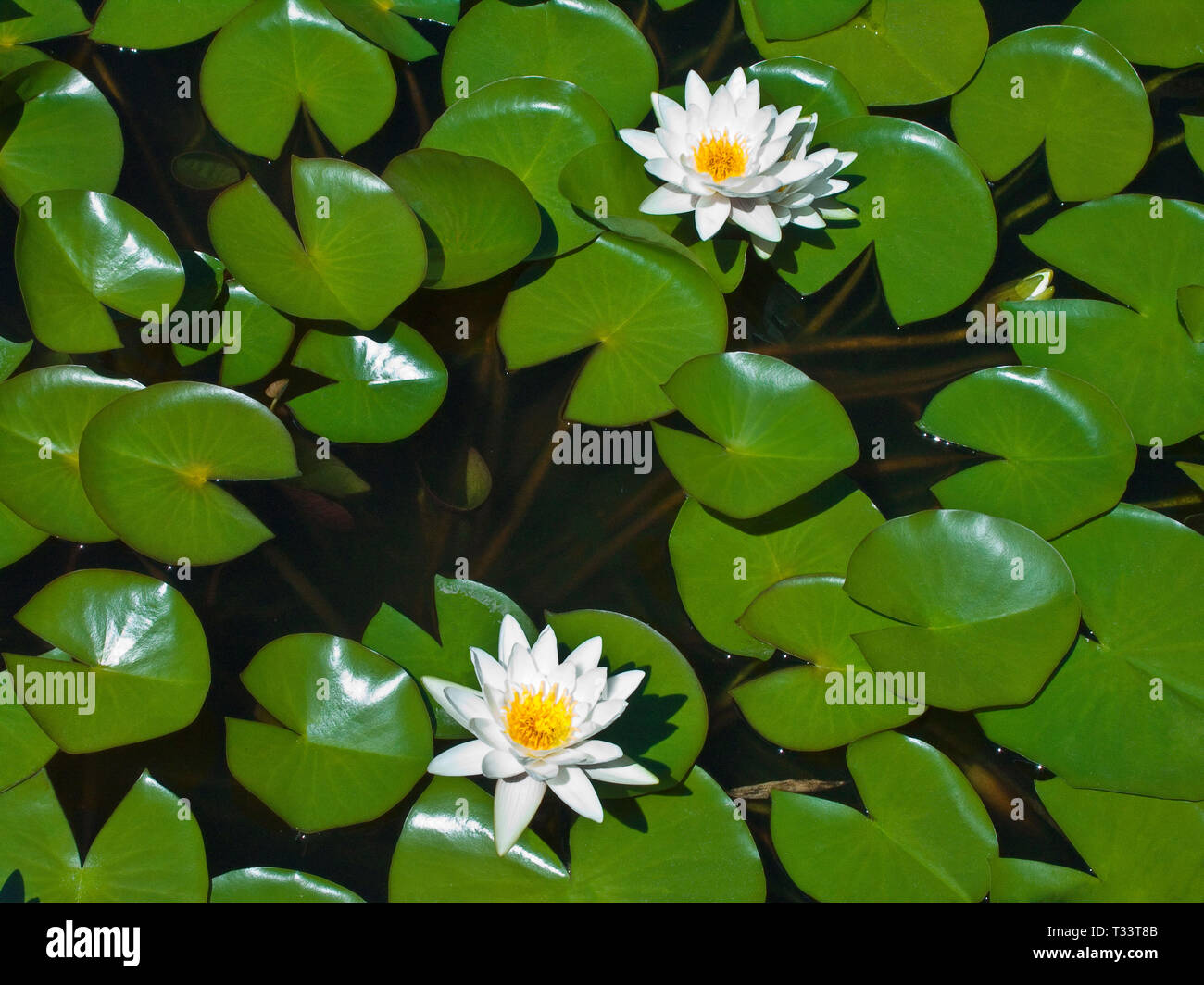 liy pads with blooming white yellow flowers Stock Photo