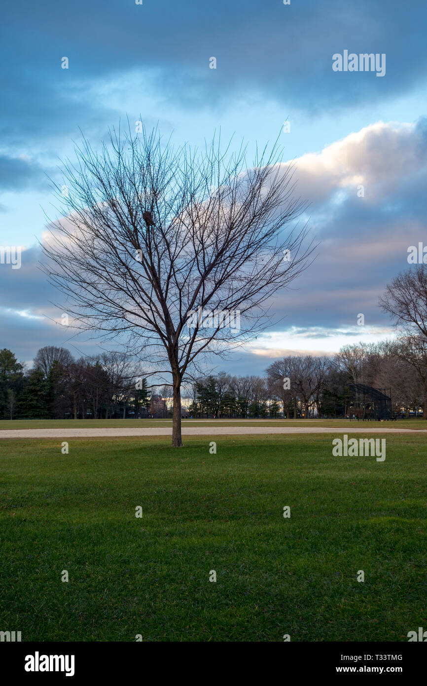 tree with no leaves in a park with green grass in late fall Stock Photo