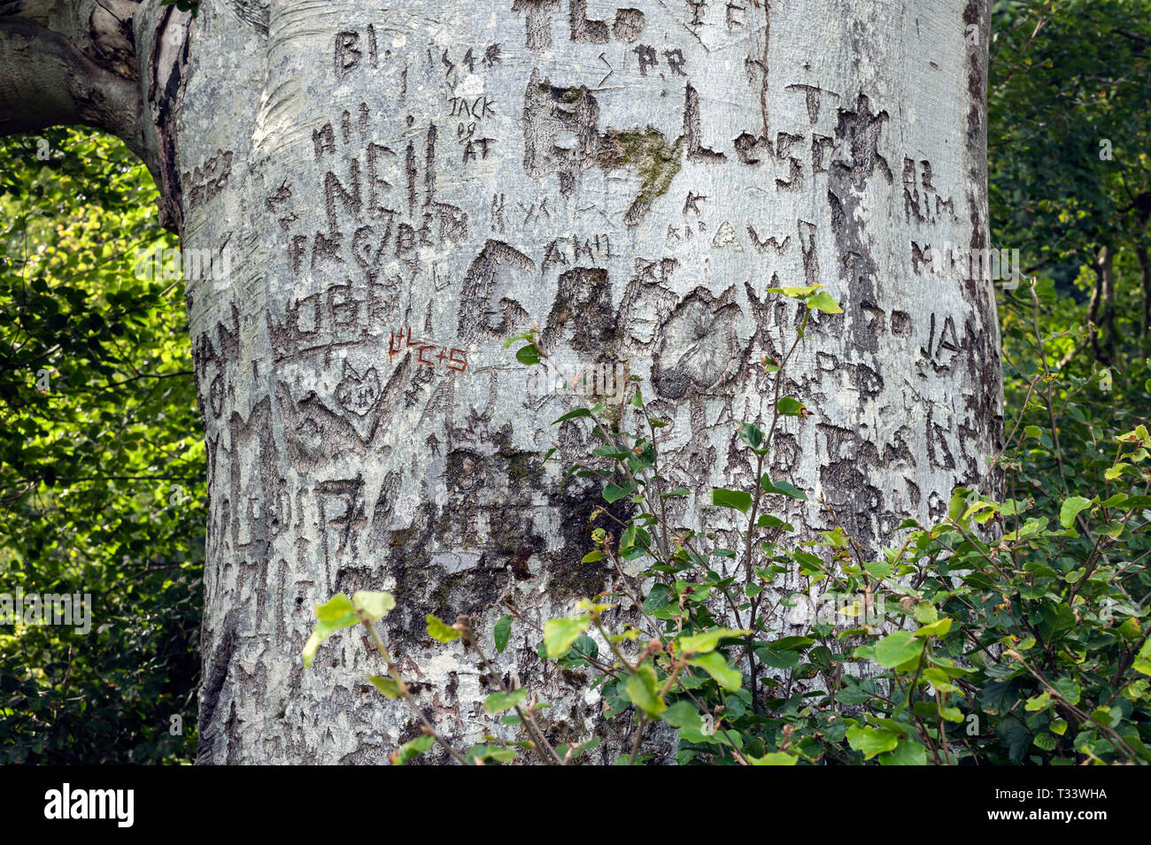 Initials carved on bark of the trunk of a silver birch tree. Stock Photo