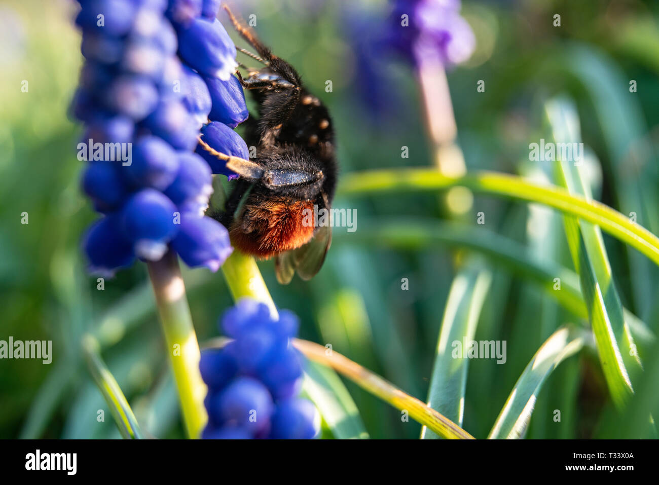 Closeup of garden bumblebee or small garden bumblebee, (Bombus hortorum) collecting nectar from a creeping thistle flower Stock Photo