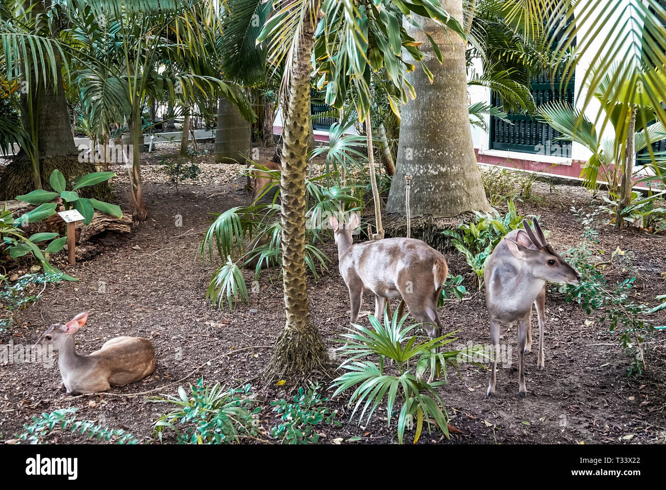 Cartagena Colombia,Bocagrande,Hotel Caribe,hotel,small deer,courtyard,garden zoo,COL190121113 Stock Photo