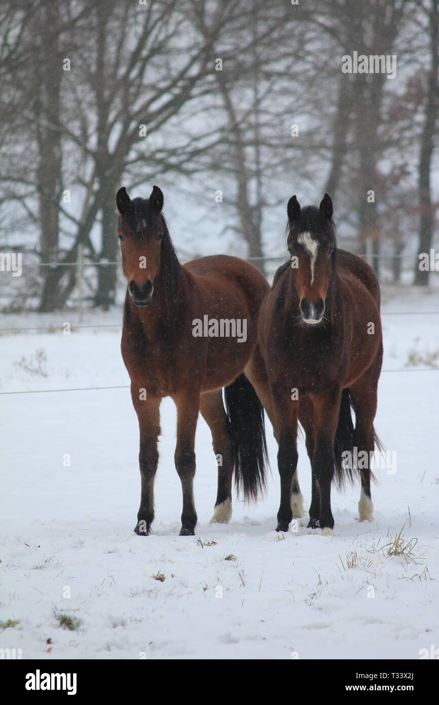 Hernen Castle in the winter Stock Photo