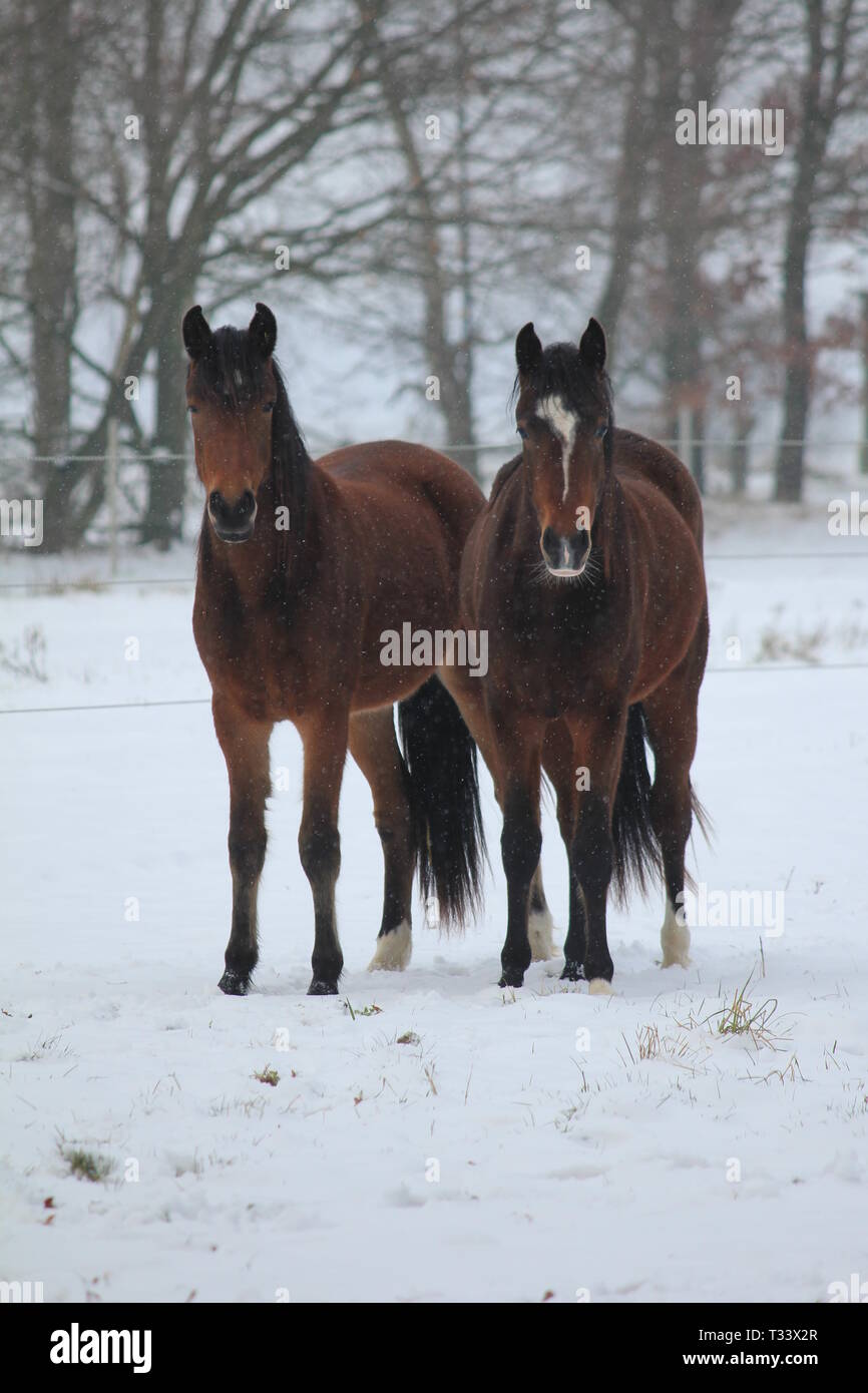 Hernen Castle in the winter Stock Photo