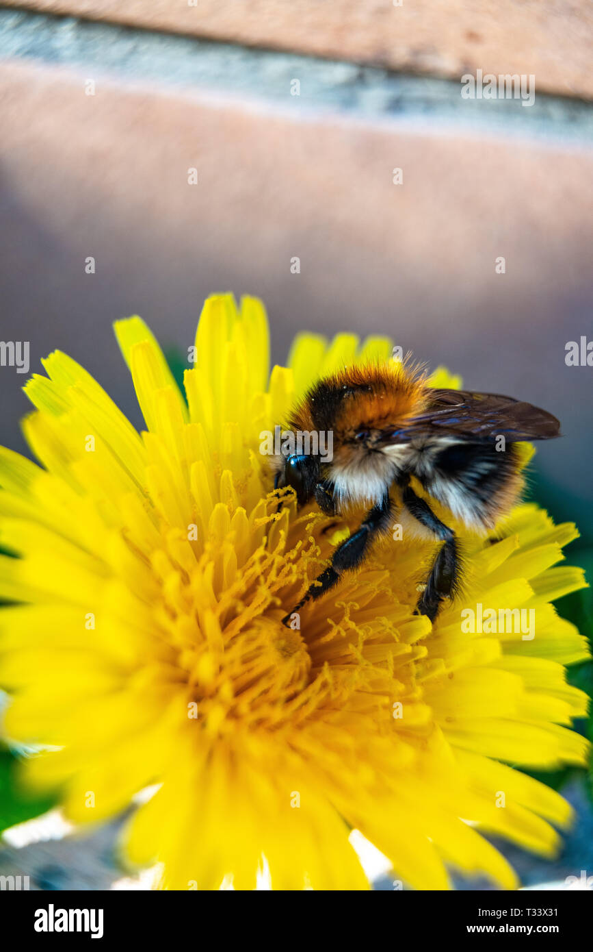 Closeup of garden bumblebee or small garden bumblebee, (Bombus hortorum) collecting nectar from a creeping thistle flower Stock Photo