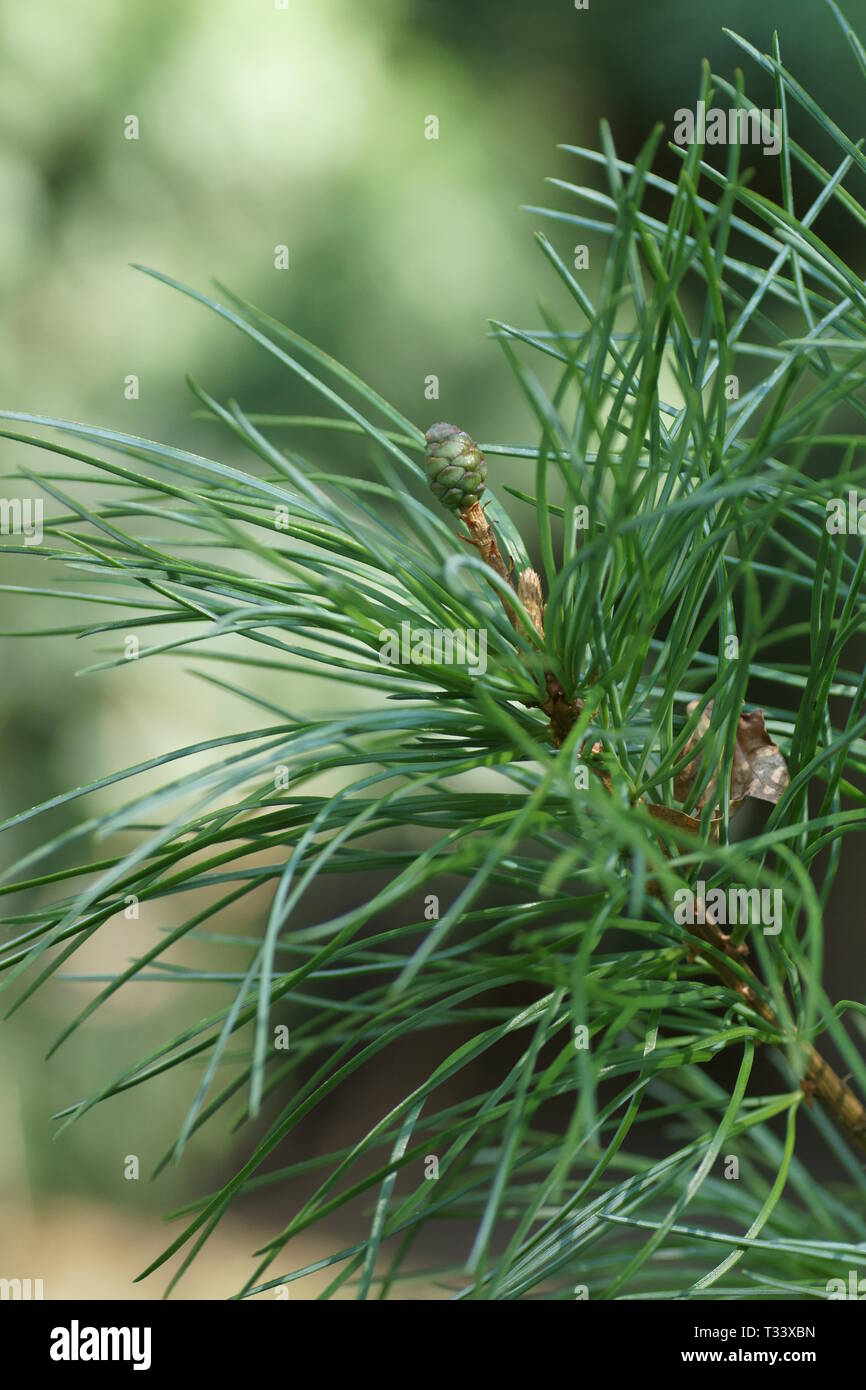 Pinus fenzeliana subsp. kwangtungensis Stock Photo