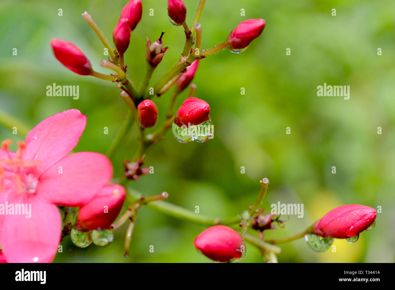 Water droplets hanging hi-res stock photography and images - Alamy