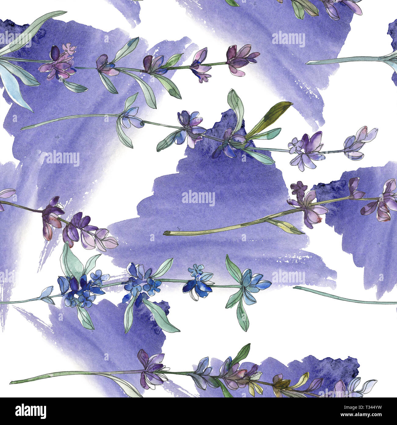 Purple lavender floral botanical flower. Watercolor background ...