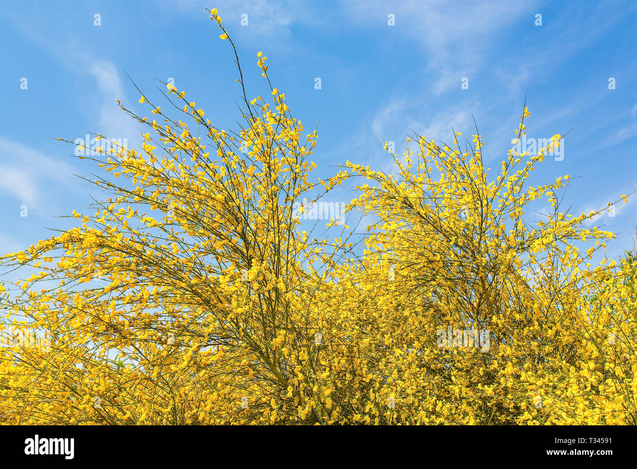 Flowering yellow broom Cytisus scoparius with blue sky in Europe Stock Photo