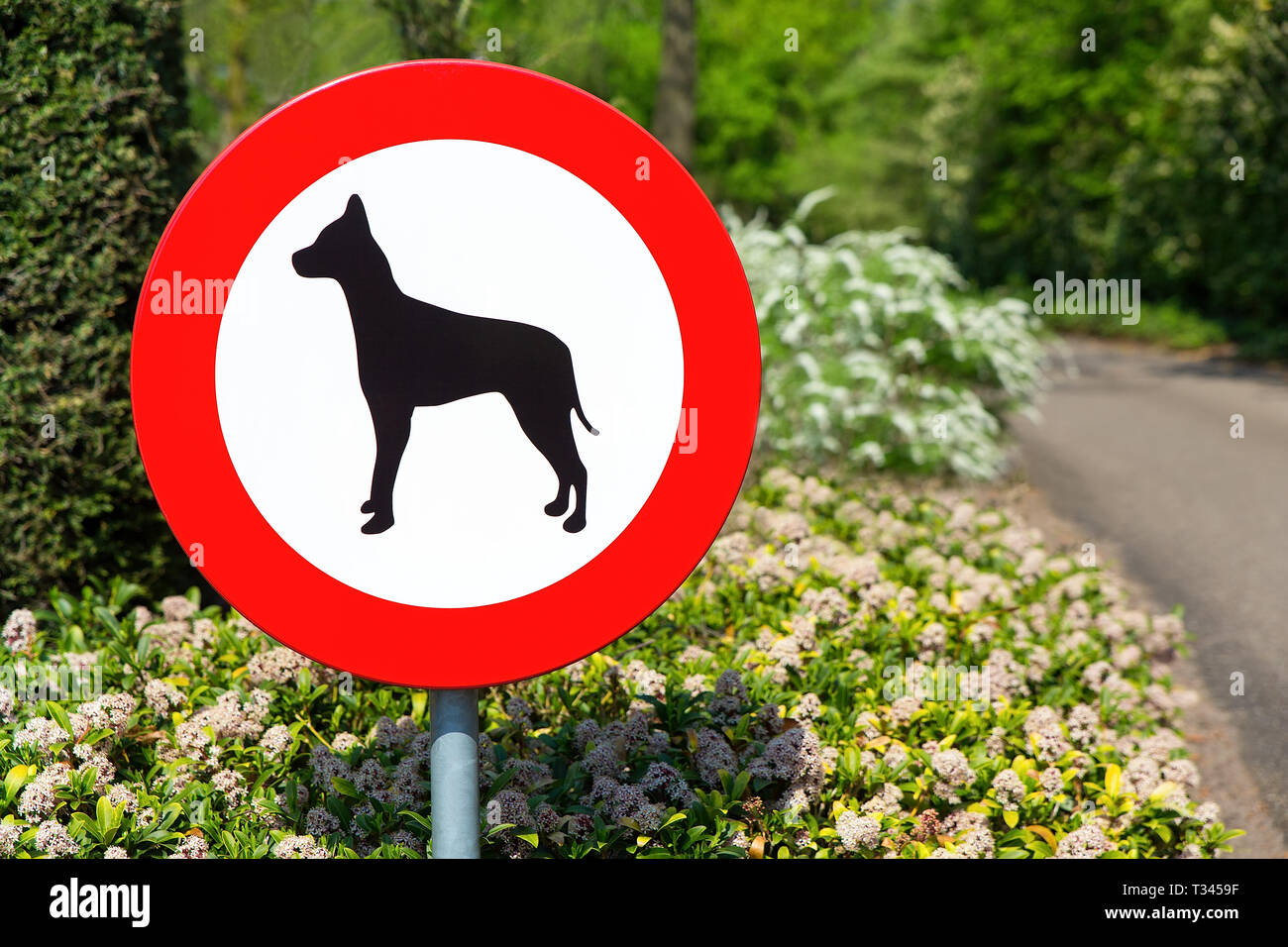 Dutch traffic sign forbidden to walk with dogs in this area Stock Photo
